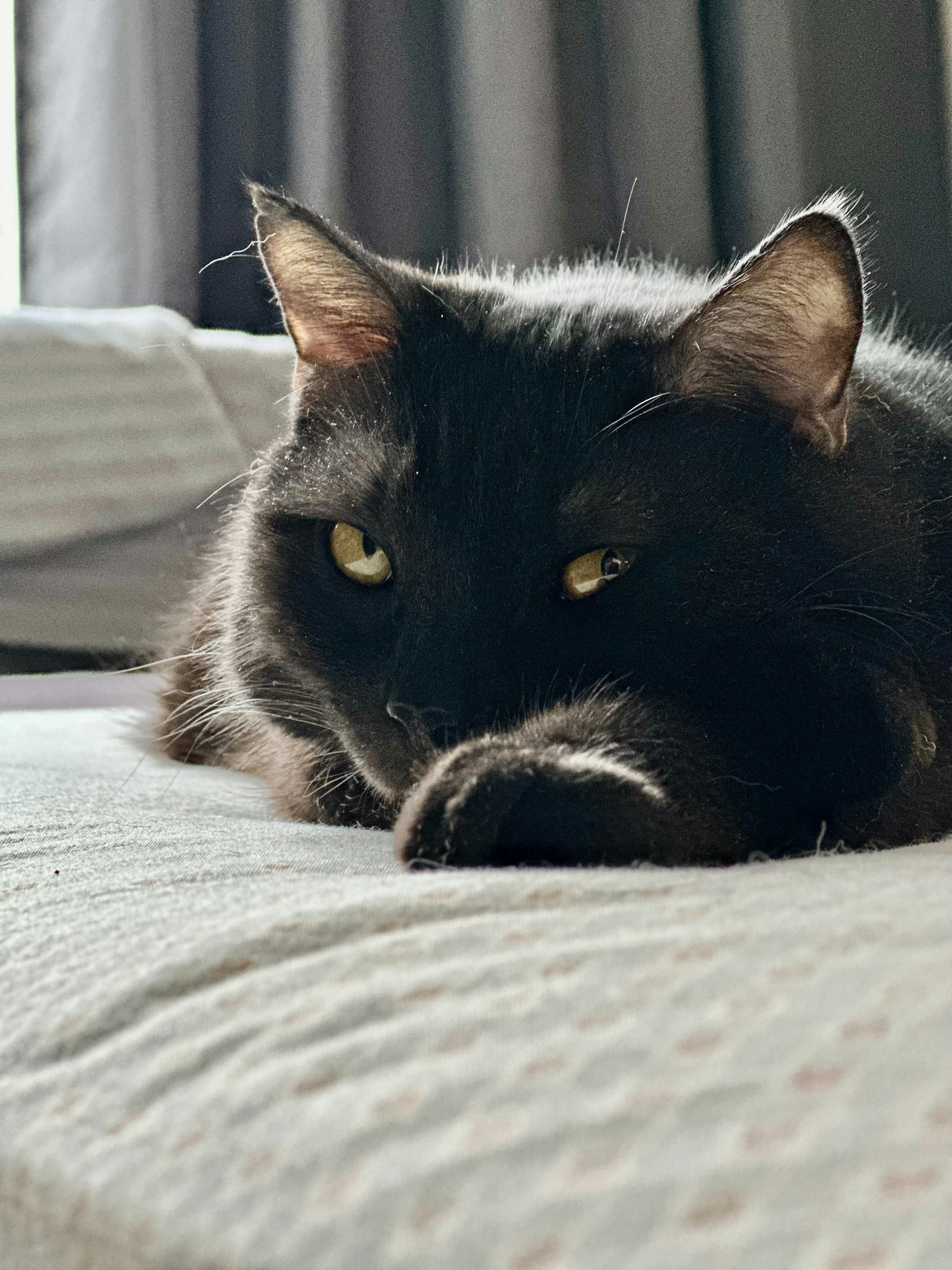 a black cat laying on top of a bed