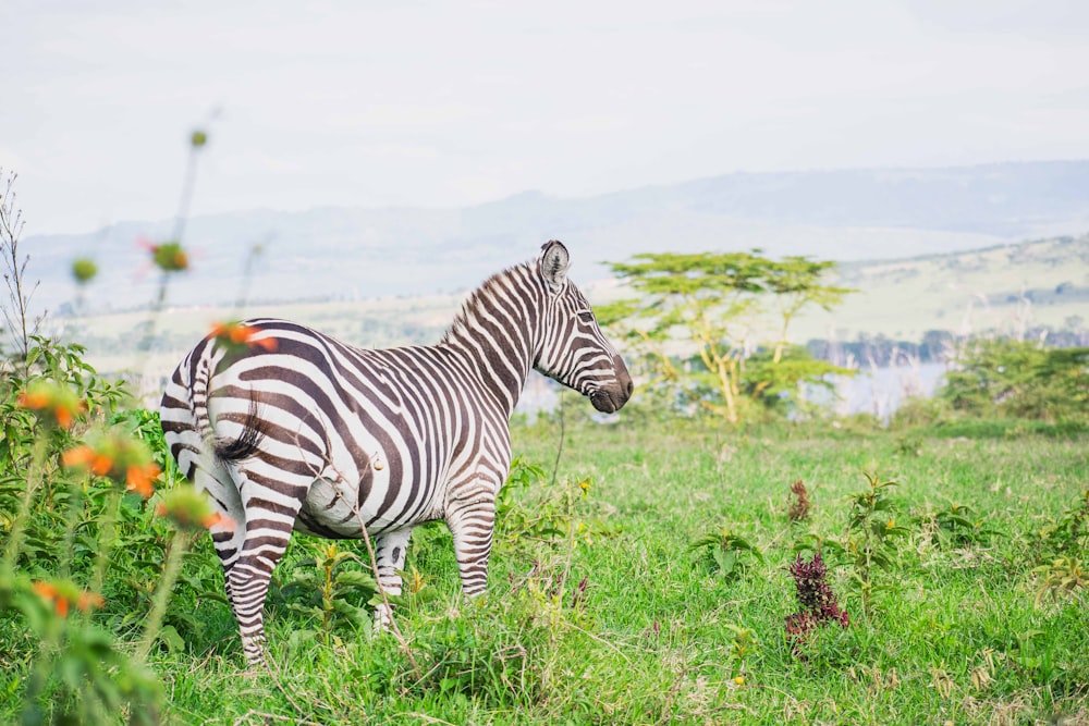 a zebra standing in a grassy field with mountains in the background