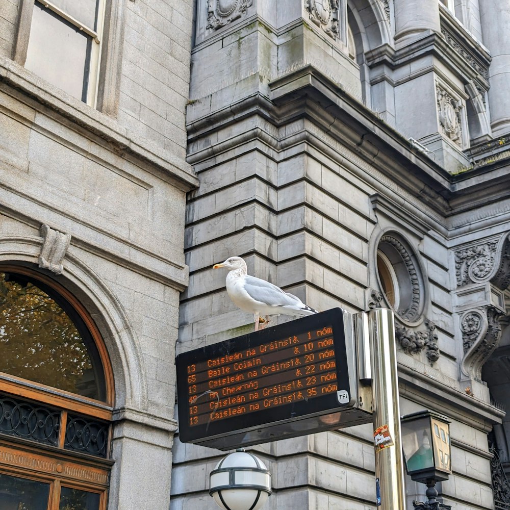 a white bird sitting on top of a sign in front of a building