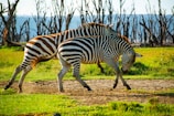 a couple of zebra standing on top of a lush green field