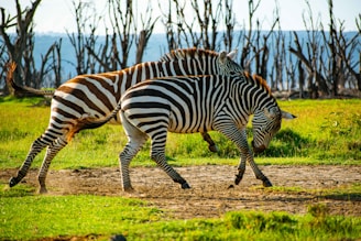 a couple of zebra standing on top of a lush green field
