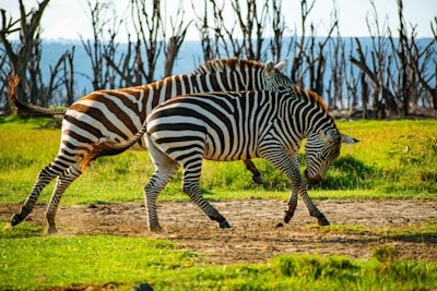 a couple of zebra standing on top of a lush green field