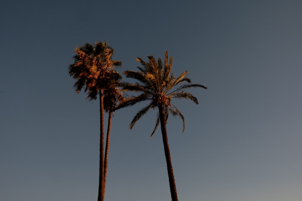 a couple of palm trees standing next to each other