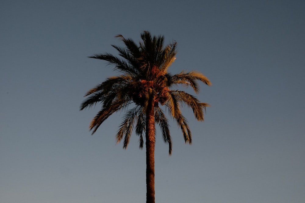 un'alta palma con un cielo azzurro sullo sfondo
