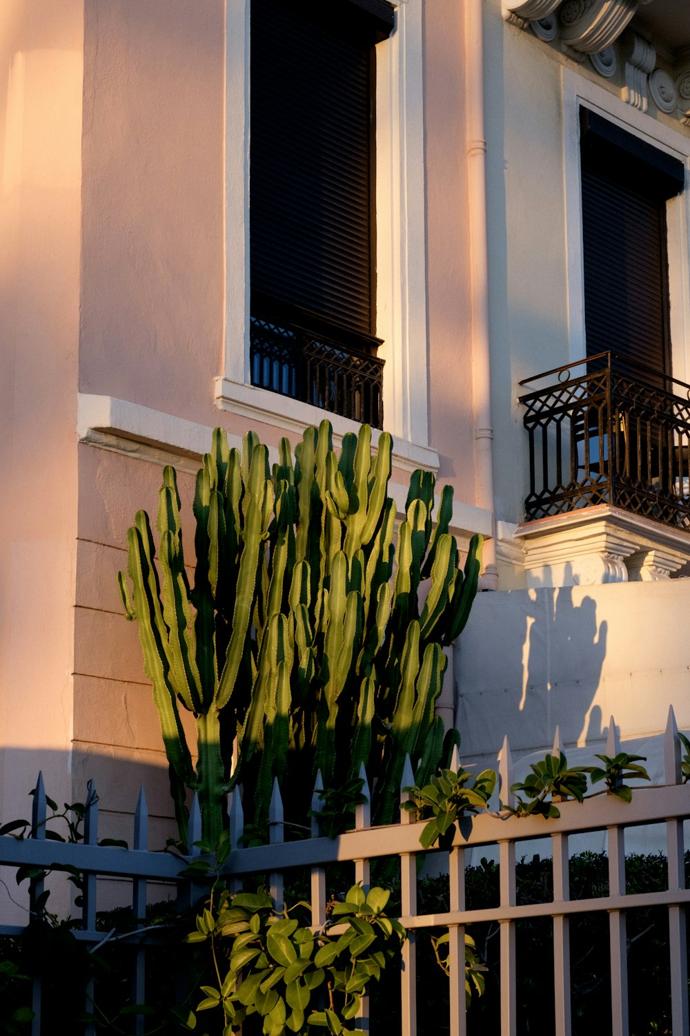 a large green plant in front of a building