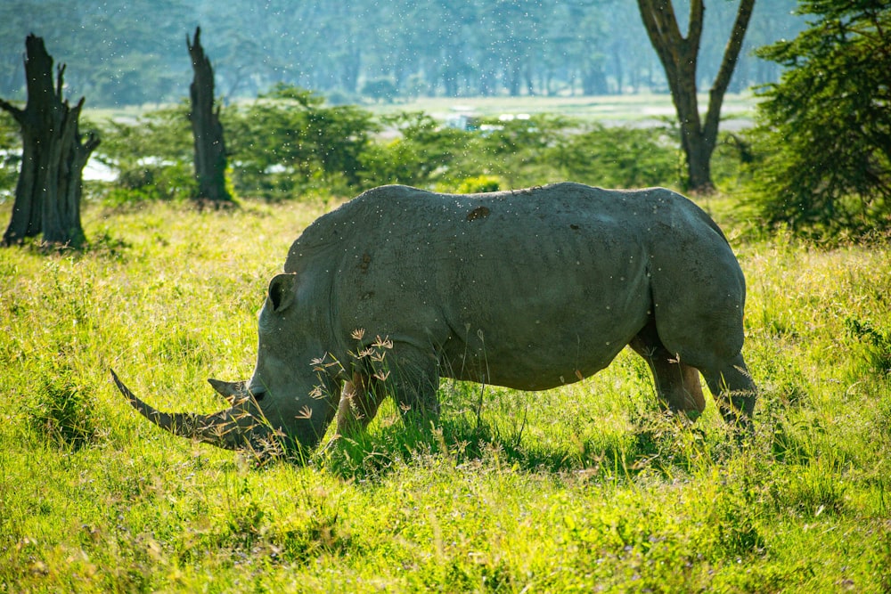 a rhino grazing in a grassy field with trees in the background