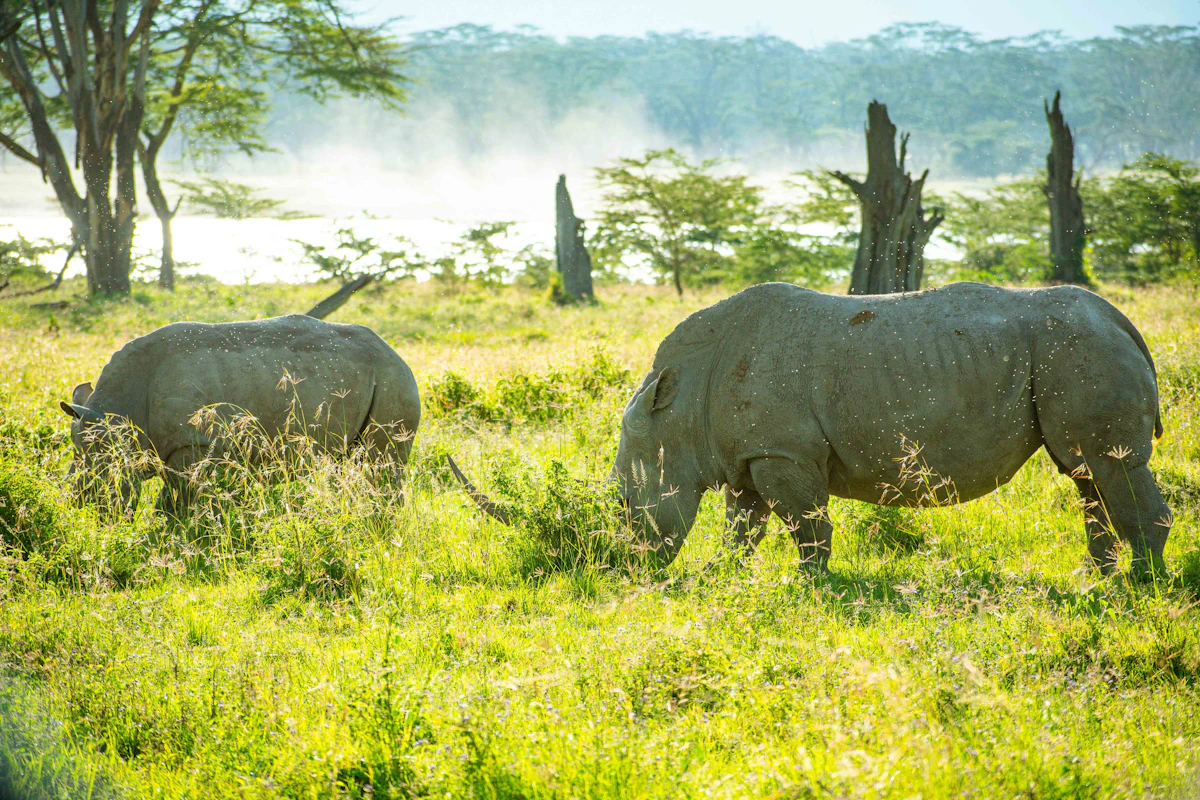 Two white rhinos grazing in long green grass near a lake
