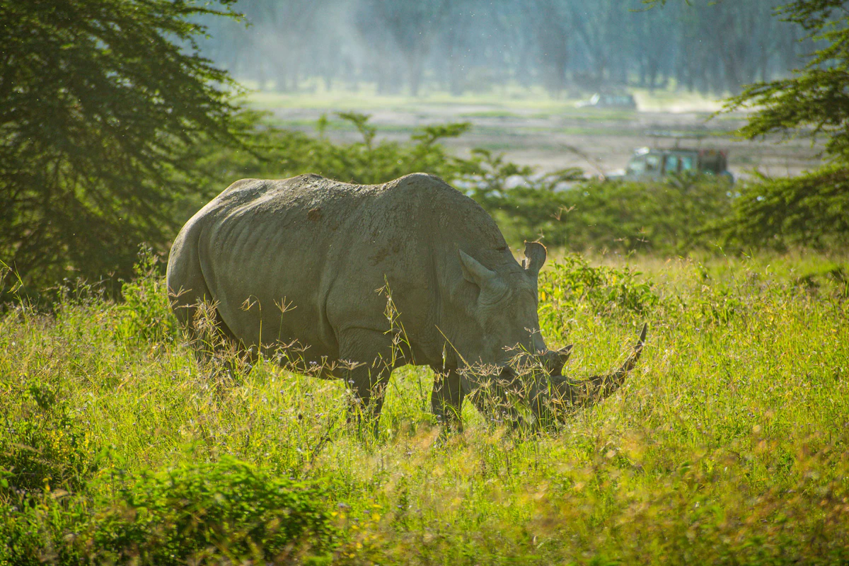 Rhino grazing in tall grass at Lake Nakuru