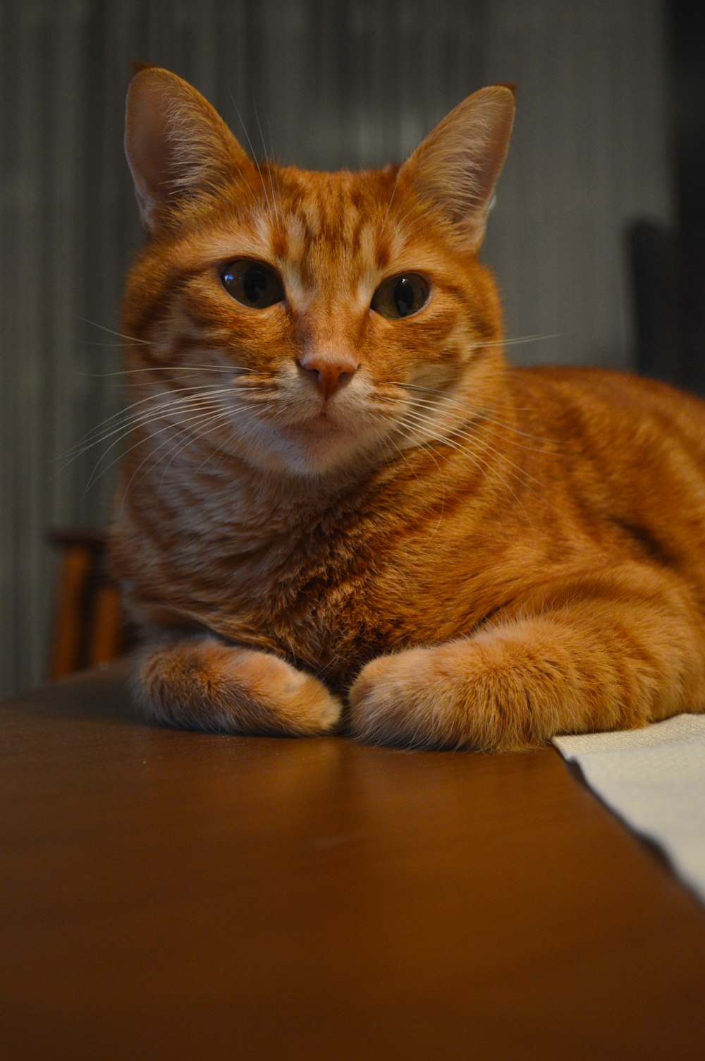 an orange cat sitting on top of a wooden table