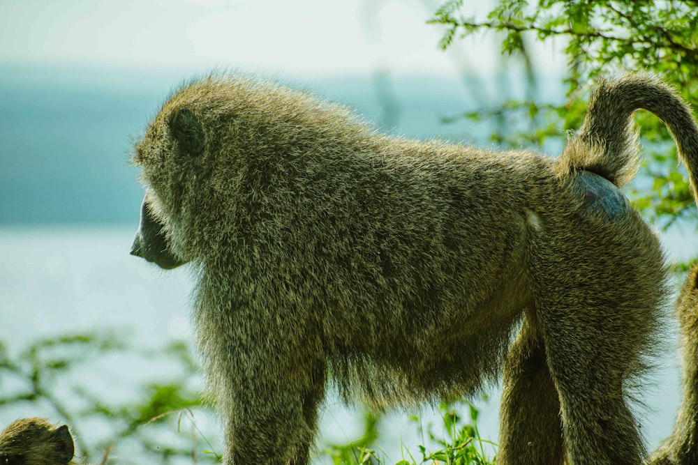 a monkey standing on top of a lush green field