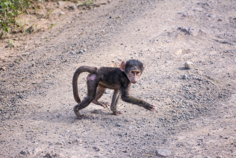 a small monkey walking across a dirt road