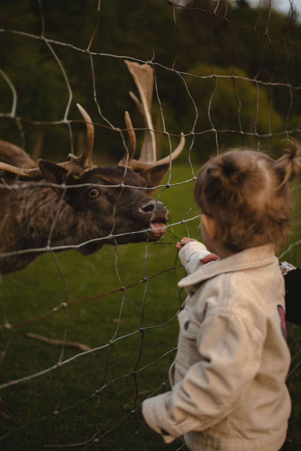 a little girl looking at a deer through a fence