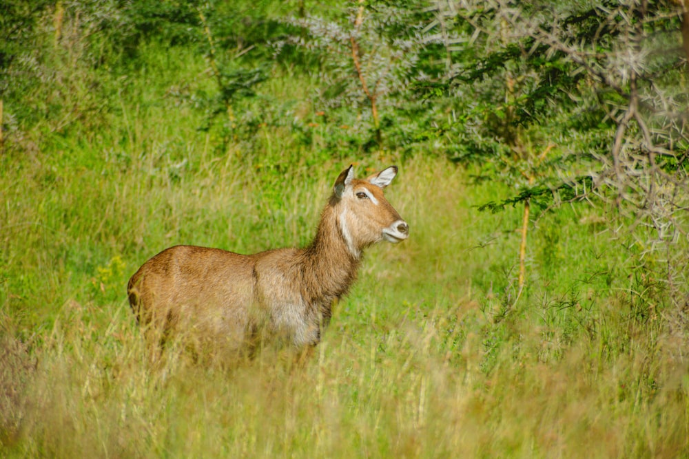 a deer standing in a field of tall grass