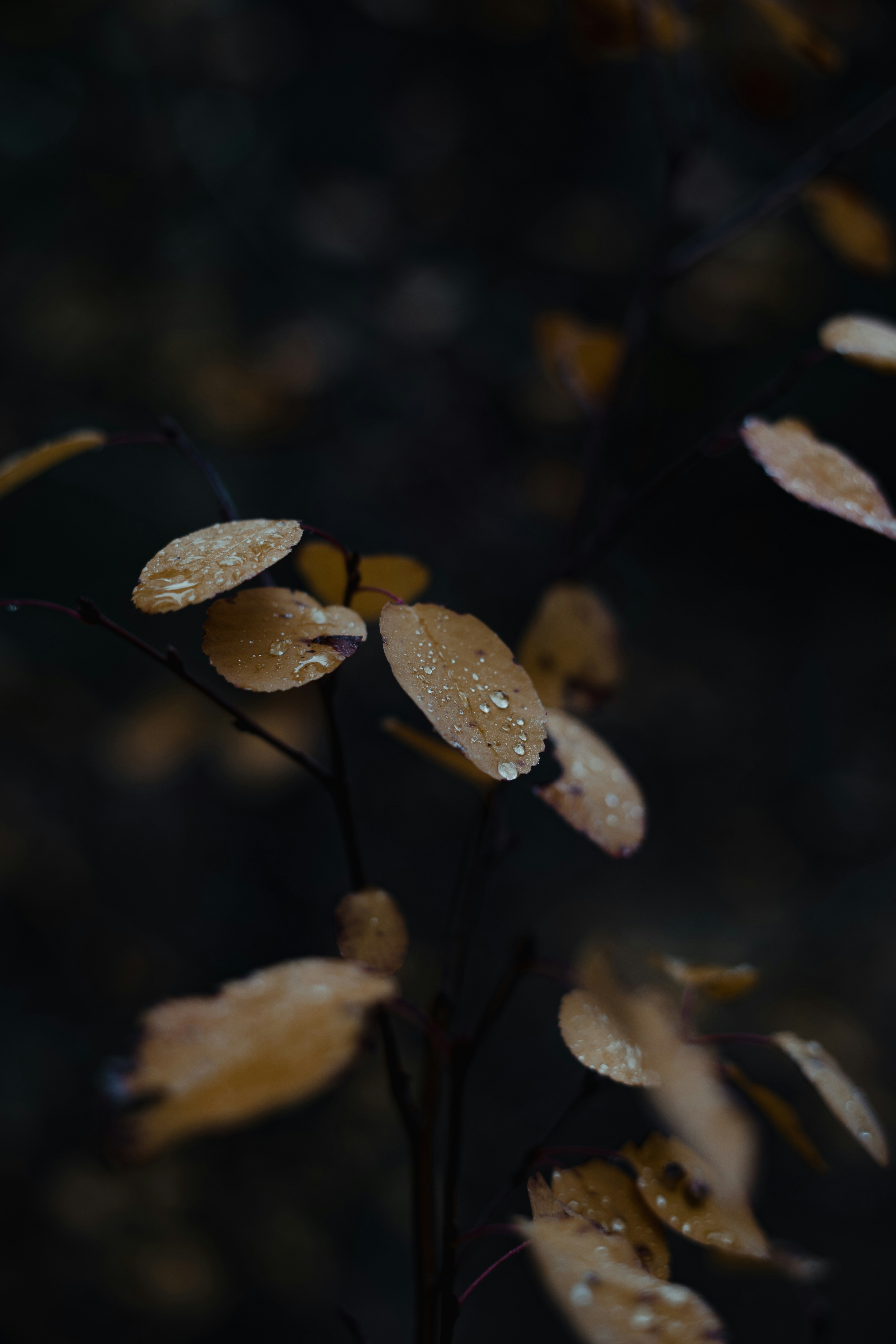 Photo by ljproductions