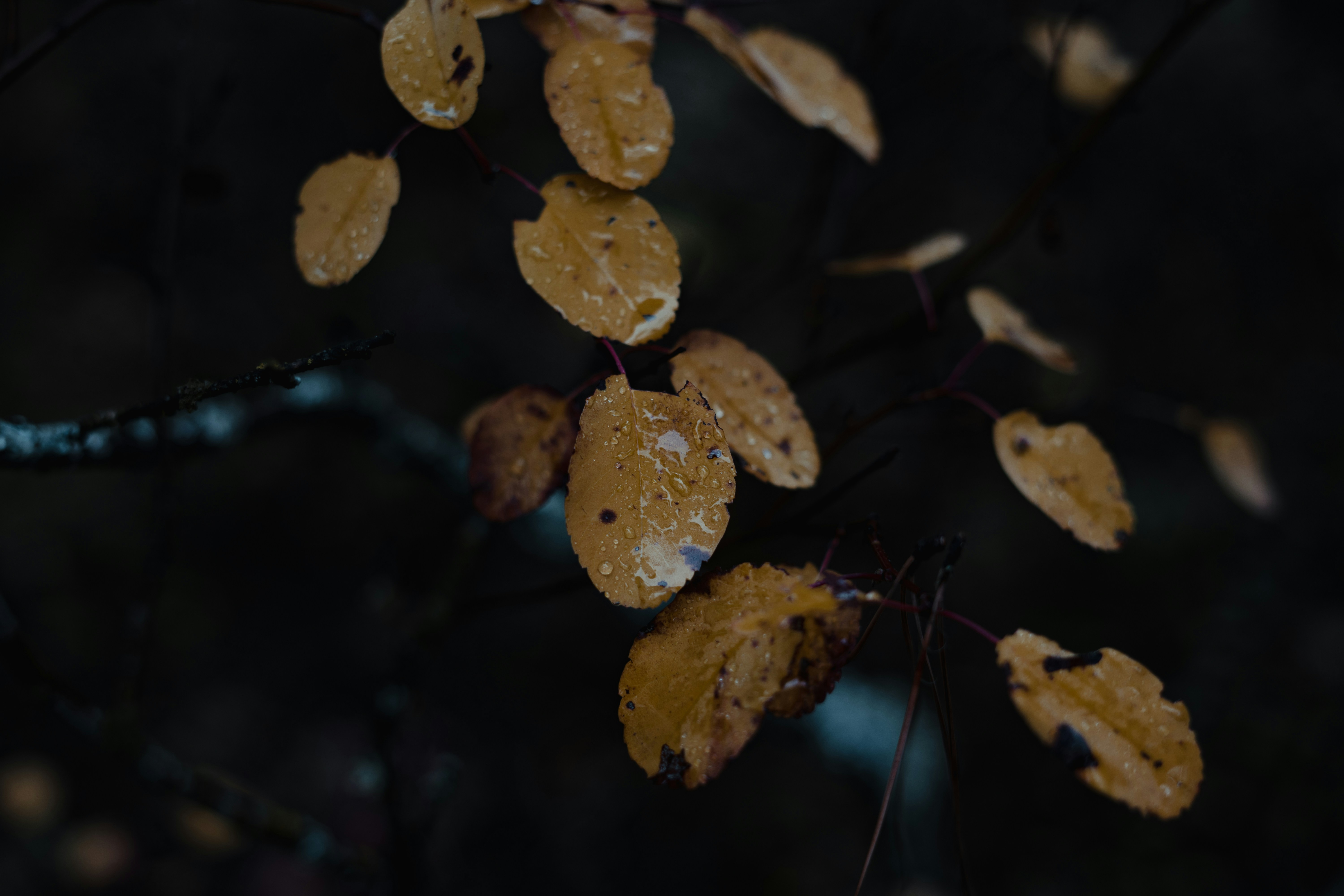 Photo by ljproductions