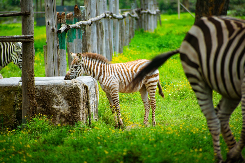 a couple of zebra standing on top of a lush green field