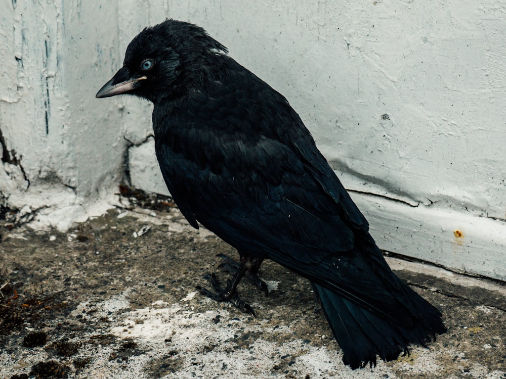 a black bird sitting on the ground next to a wall
