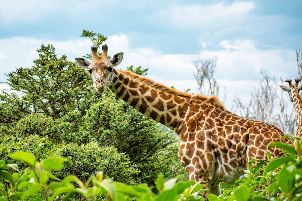 two giraffes standing in the middle of a forest