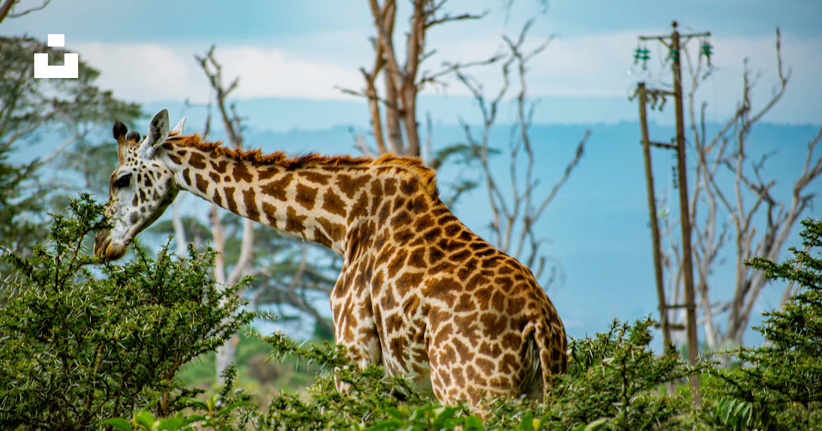Splash Less Girrafe A giraffe standing in the middle of a forest photo – Free Lake naivasha ...