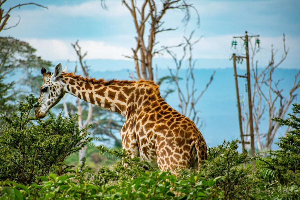 a giraffe standing in the middle of a forest