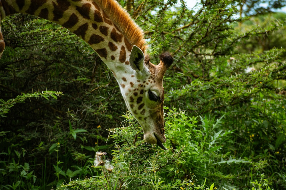 a giraffe is eating grass in a wooded area