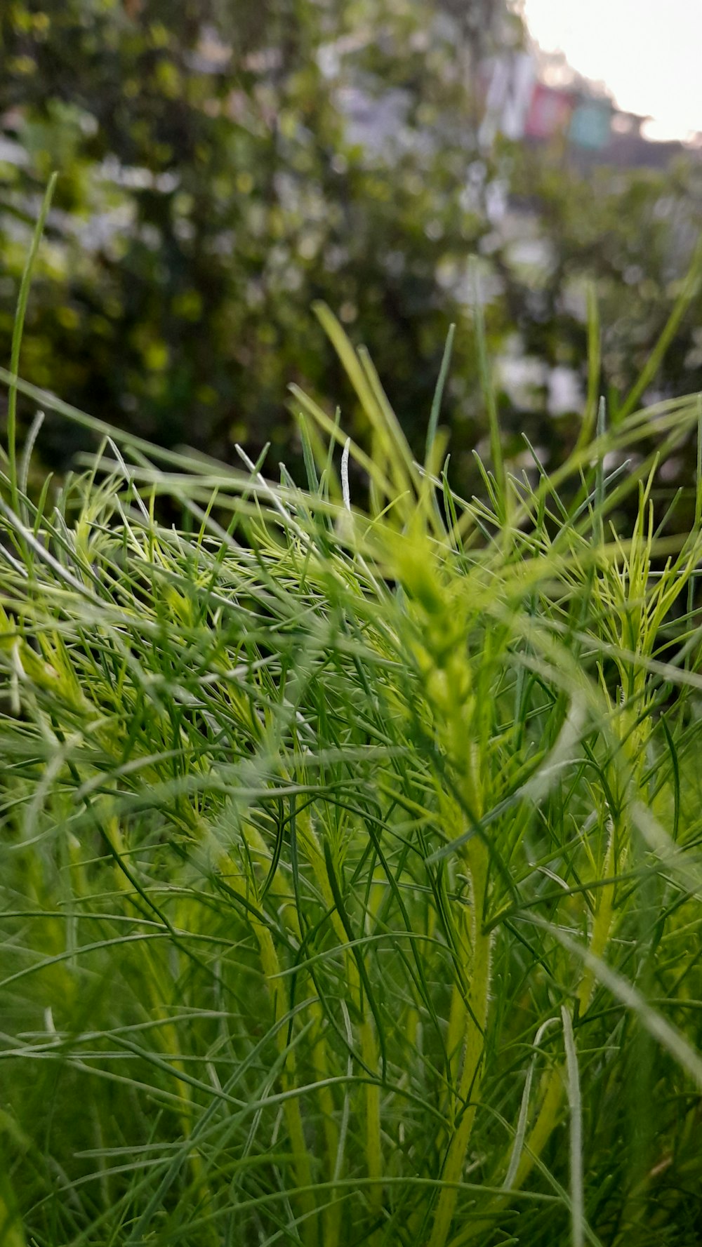 a close up of a grass field with trees in the background