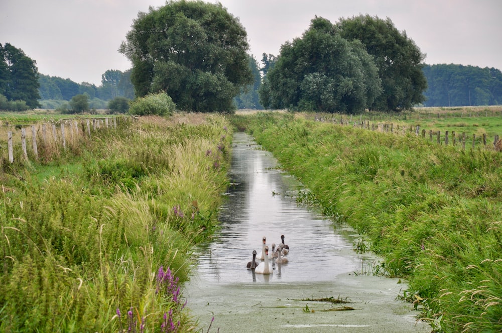 a group of ducks are swimming in a stream