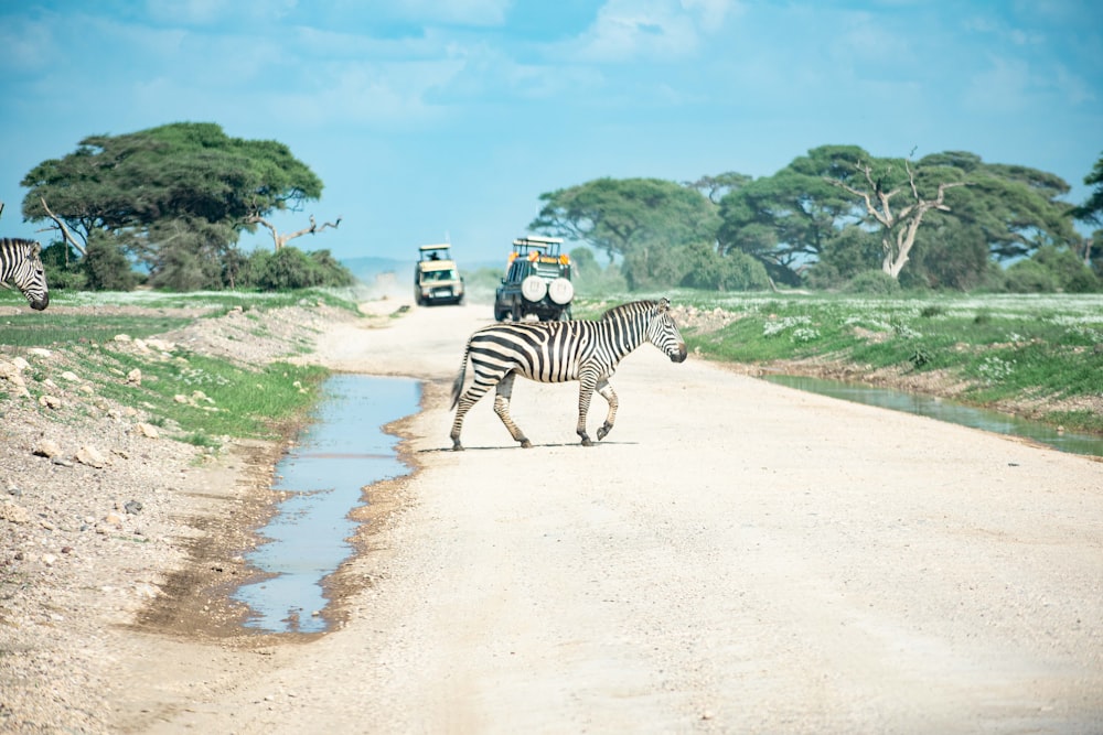 a zebra crossing a dirt road with a truck in the background