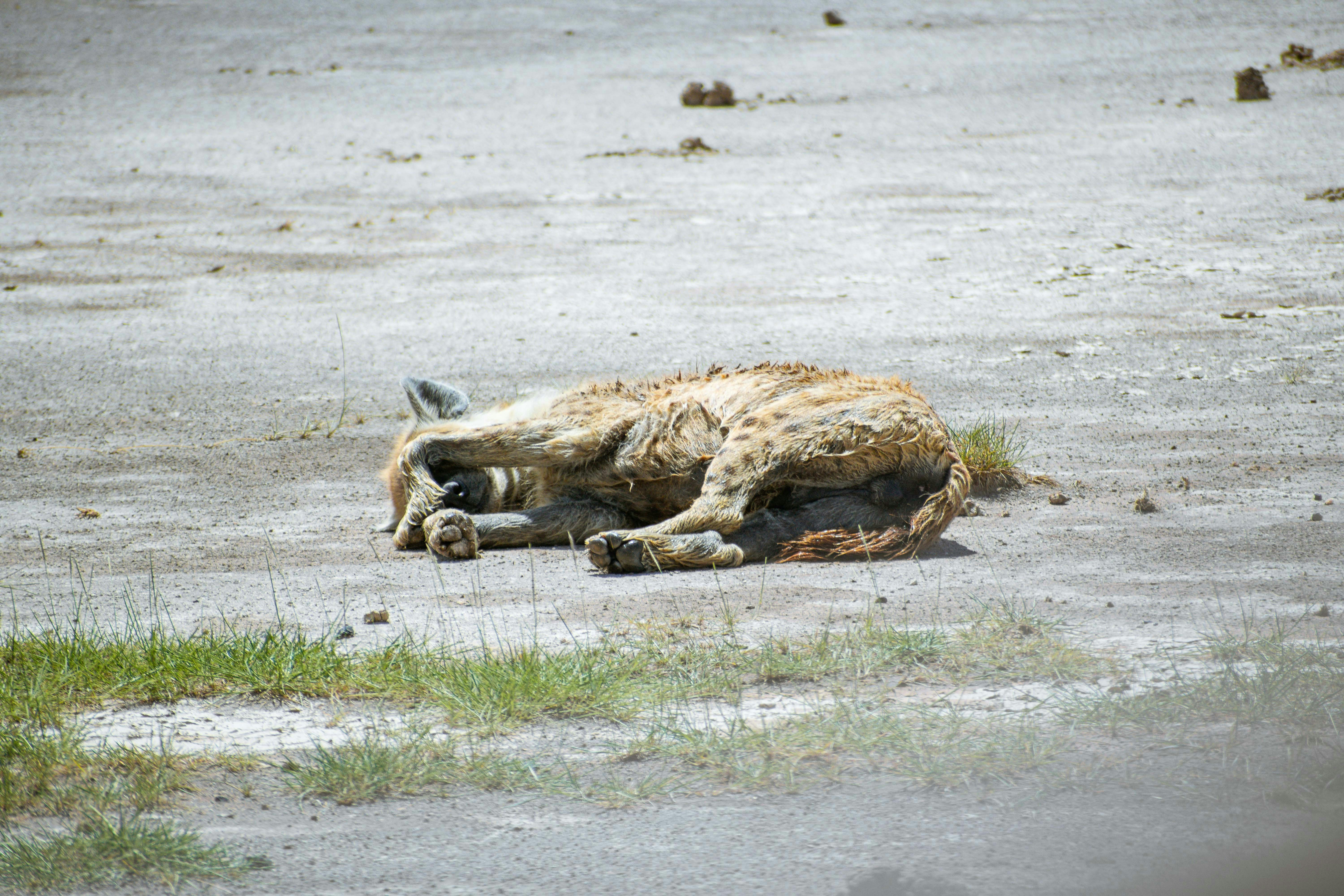 a dead animal laying on the ground in a field, Hyena frustrated by the hot temperatures at Amboseli