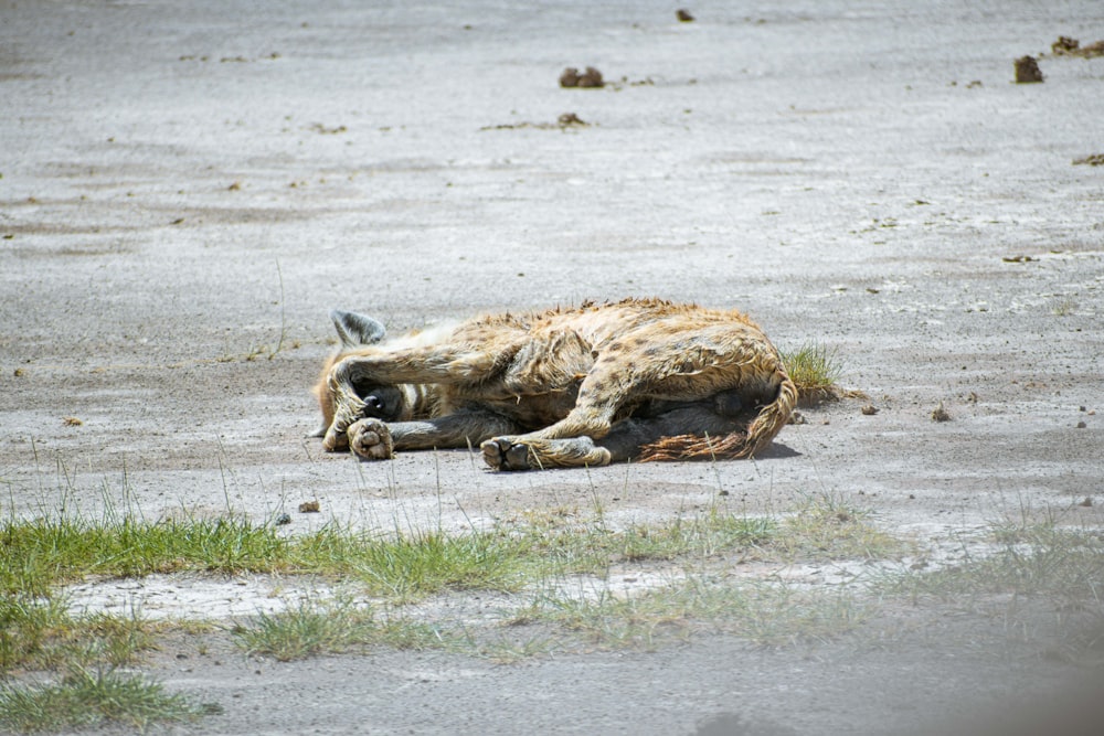 un animal mort gisant sur le sol dans un champ