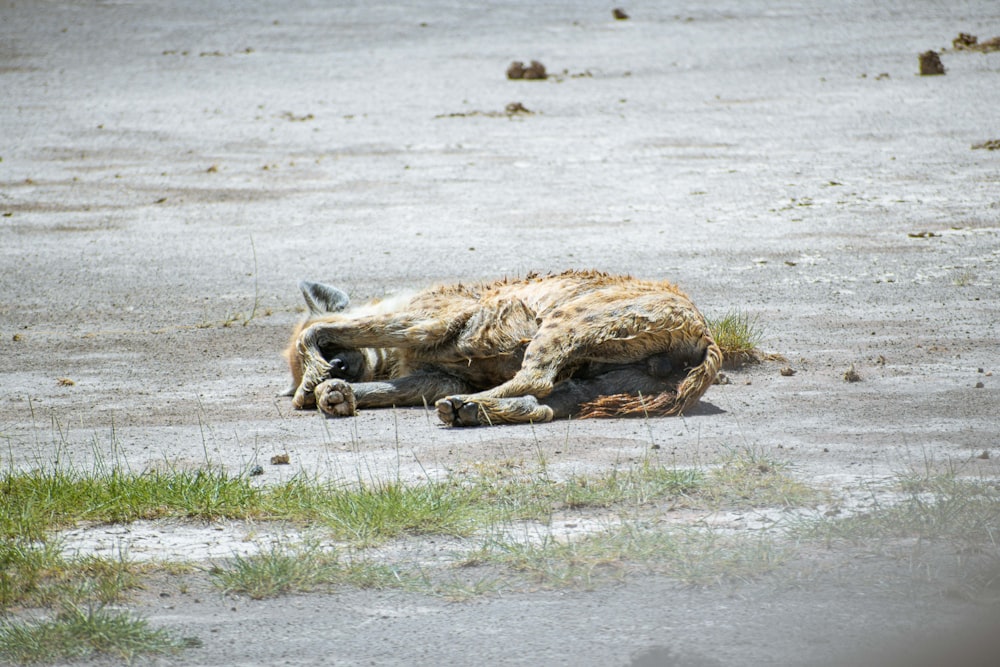 a dead animal laying on the ground in a field