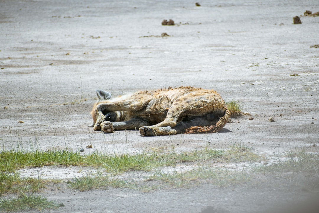 a dead animal laying on the ground in a field, Hyena frustrated by the hot temperatures at Amboseli