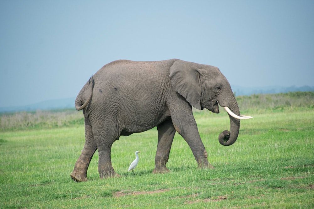 a large elephant walking across a lush green field