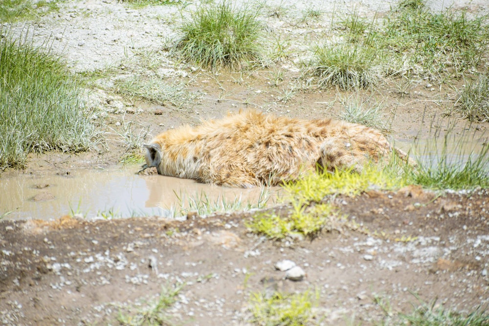 a dog that is laying down in the mud