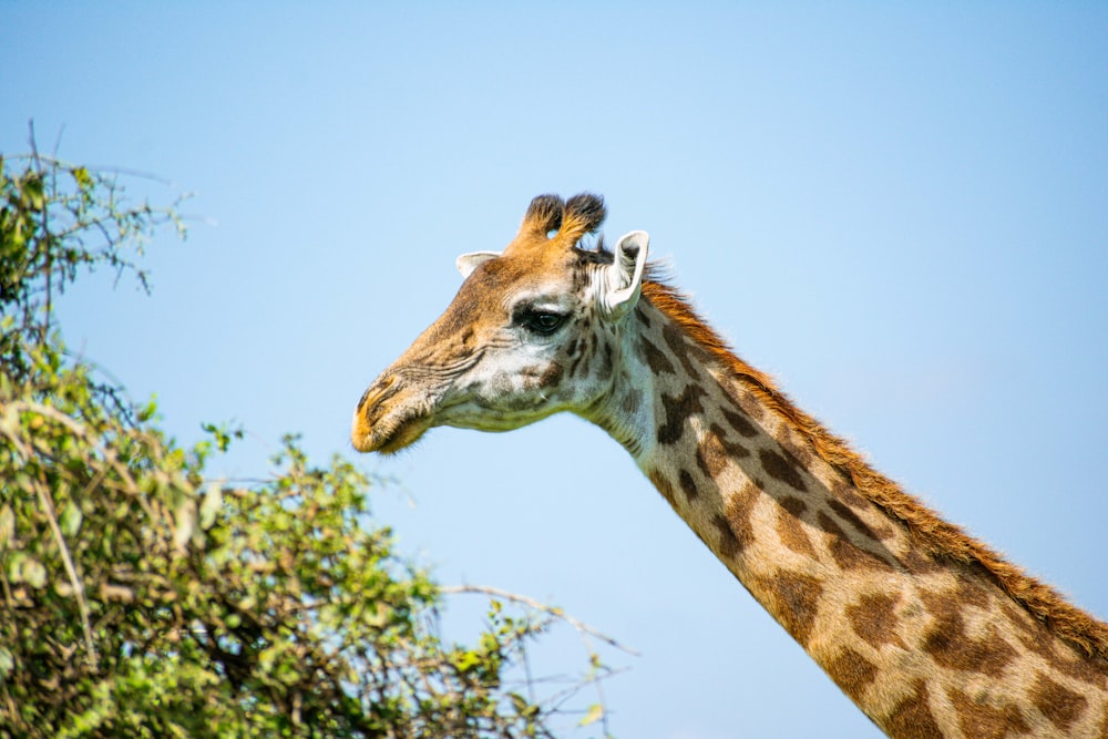 a close up of a giraffe's head with trees in the background