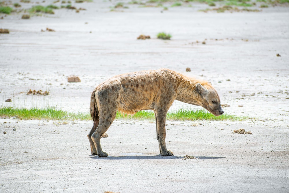 a hyena standing in the middle of a dirt field