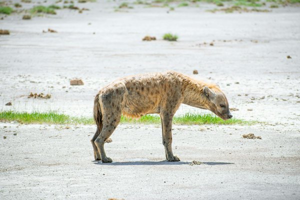 A hyena on the dry lakebed — Amboseli, Kenya