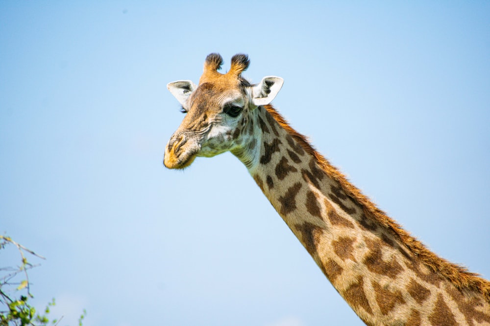 a giraffe standing in front of a blue sky