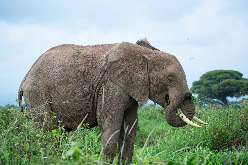 un elefante con colmillos de pie en un campo cubierto de hierba