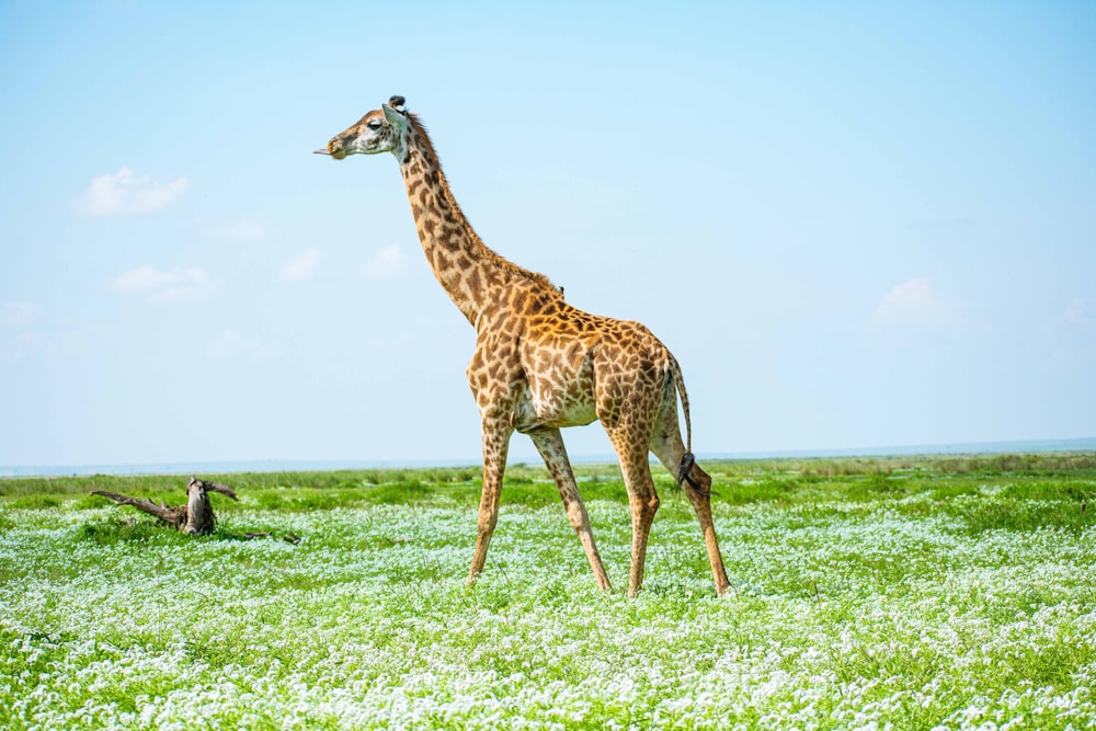 una giraffa in piedi in mezzo a un campo