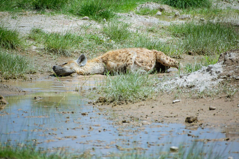 a hyena laying in the mud next to a body of water