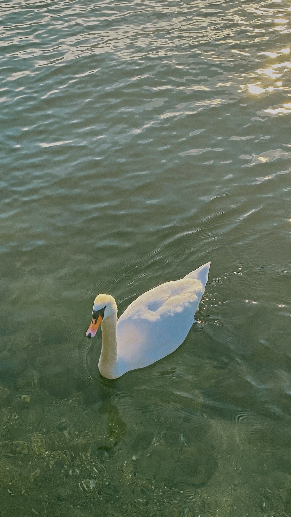 a white swan floating on top of a body of water