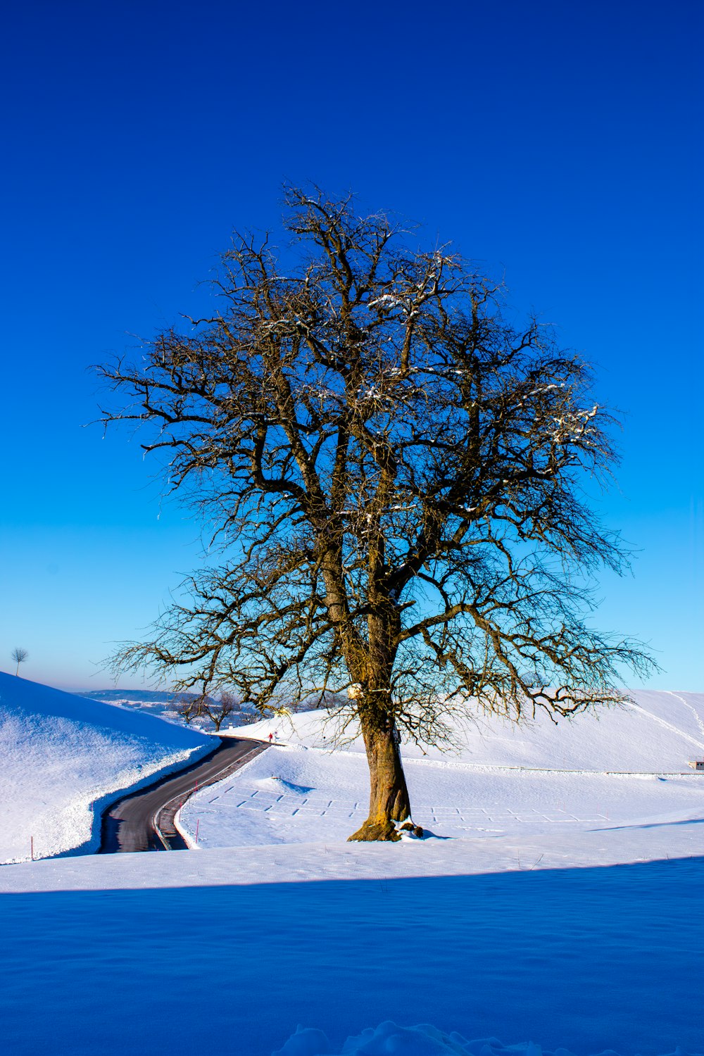 a tree in the middle of a snowy field
