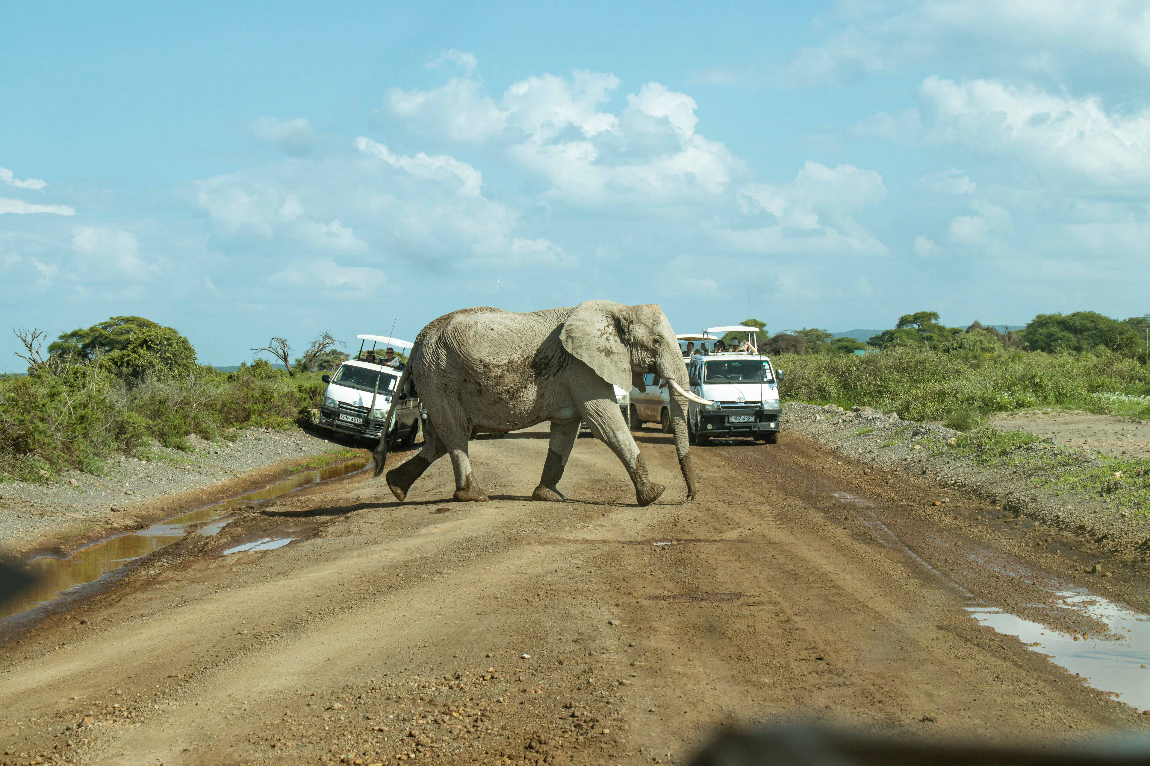 An elephant crossing a dirt track as several safari vehicles wait behind it, Kenya