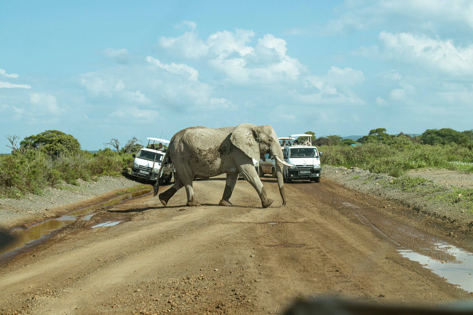 An elephant crossing an Amboseli safari track between guided wildlife-viewing vehicles in Kenya
