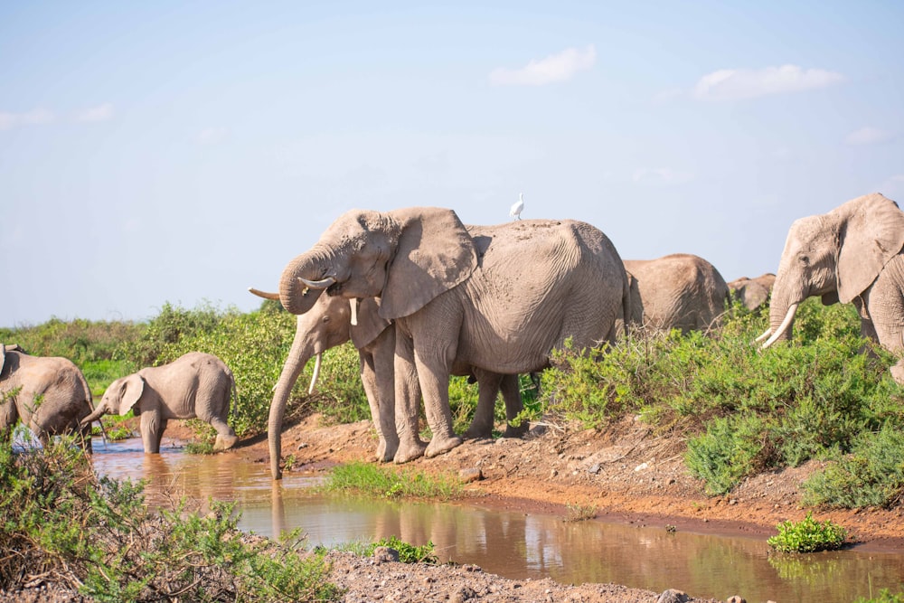 a herd of elephants standing next to a body of water