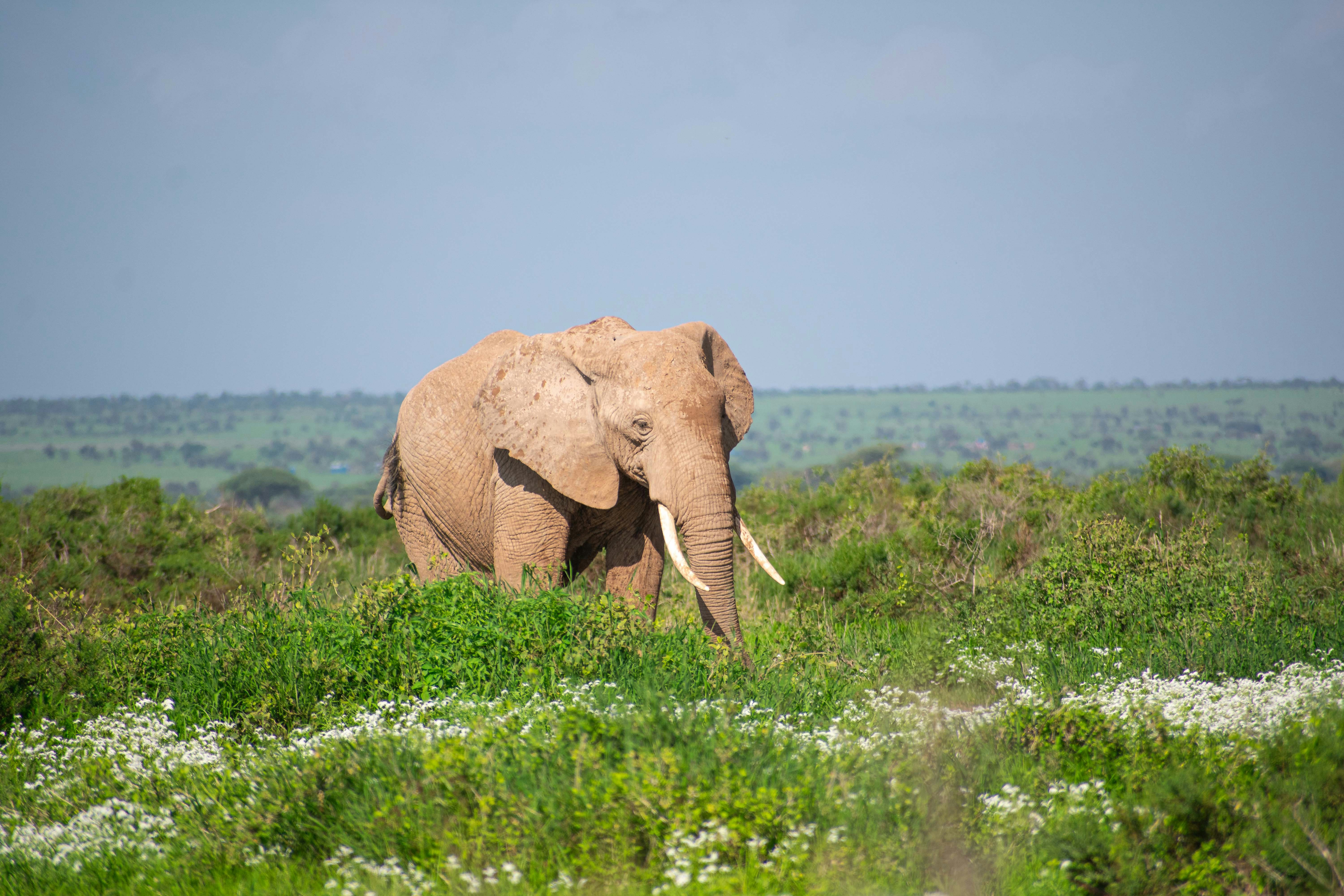 a large elephant walking through a lush green field