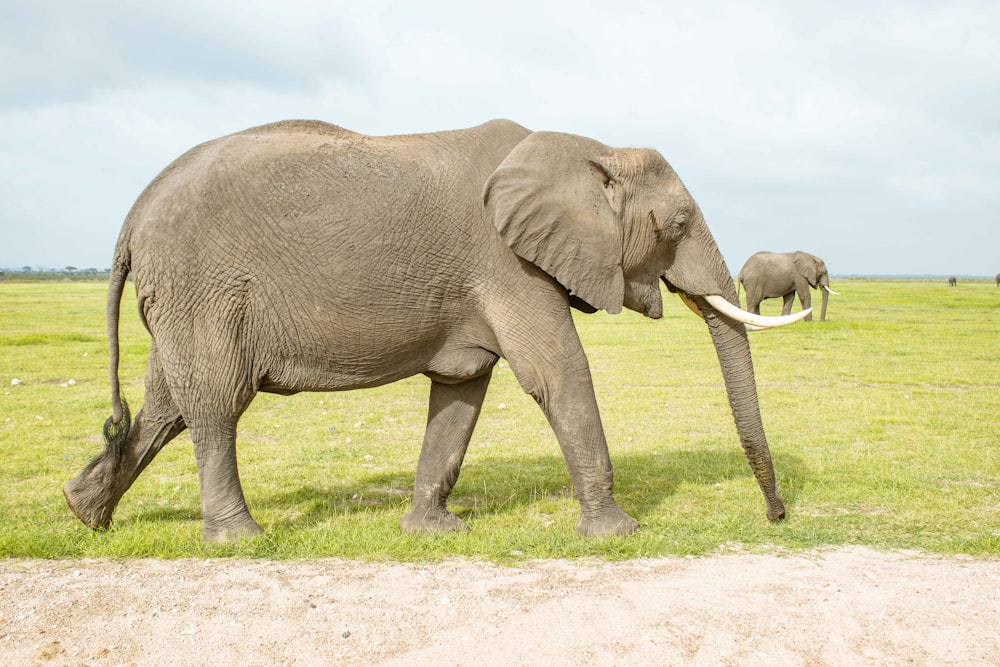 a large elephant walking across a lush green field