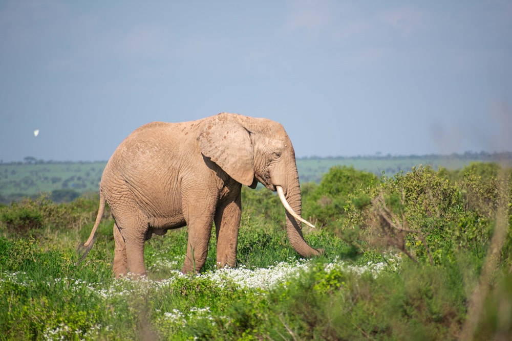 an elephant is standing in a field of grass