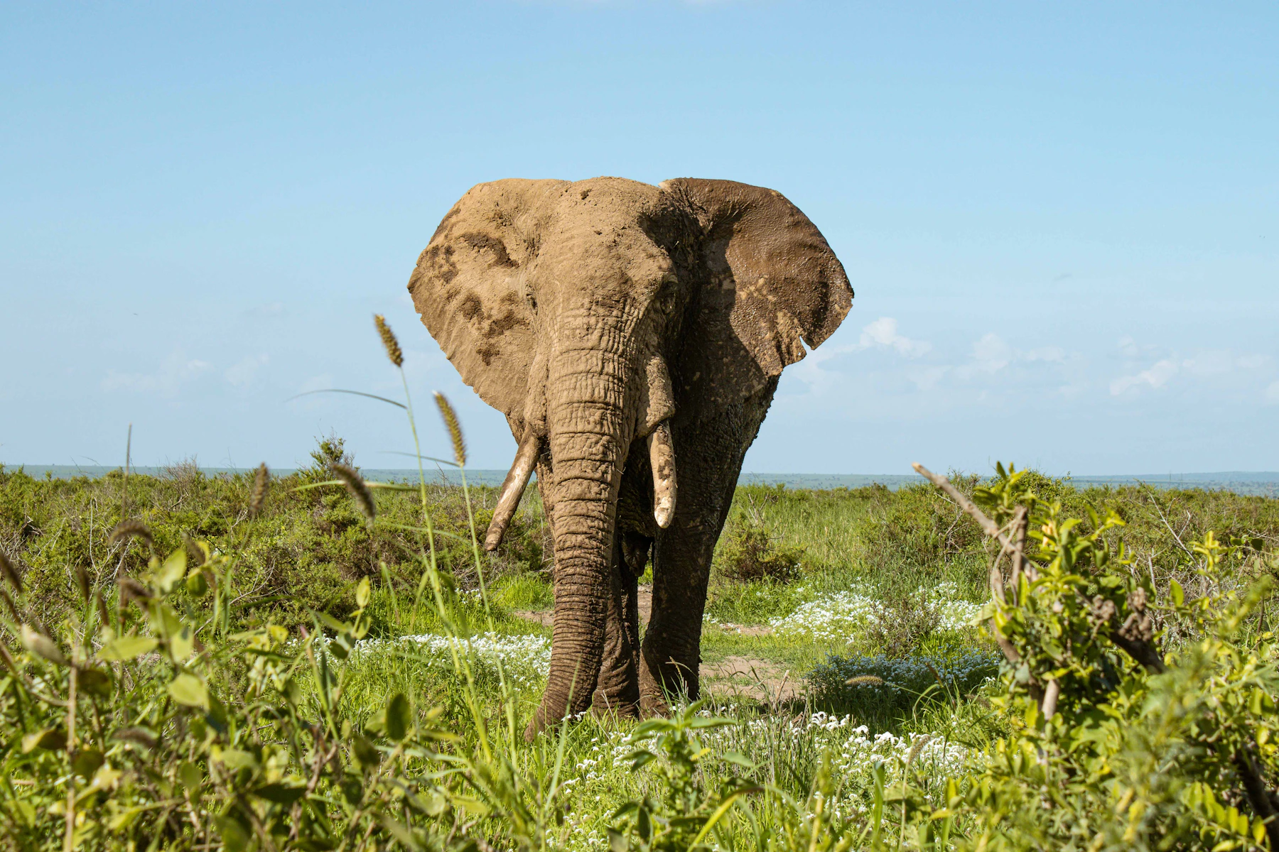 An elephant in the Kenyan savannah